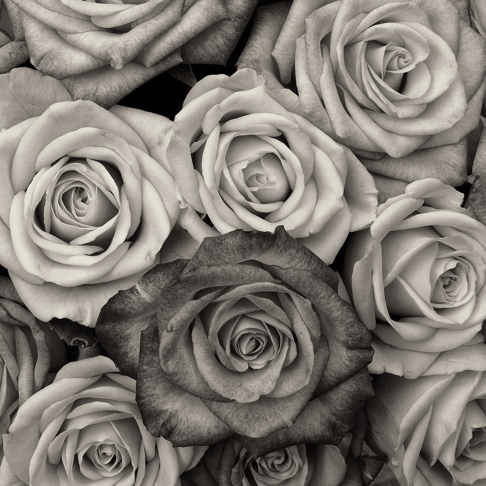 Black and white black and white photo fine art