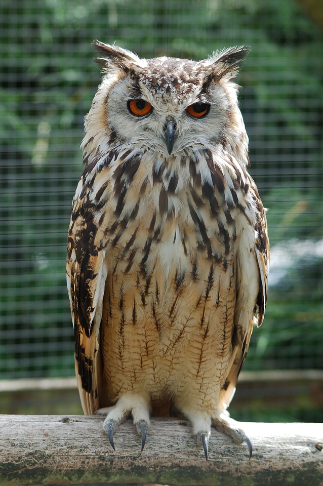 Owl sitting perched