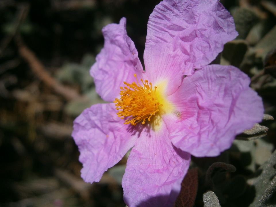 Vegetable shrub spring
