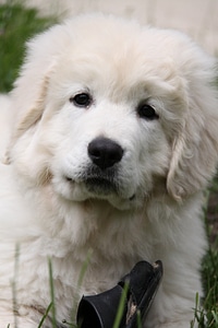 White berger play