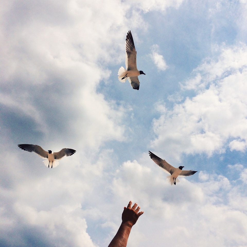 Flight flying escape