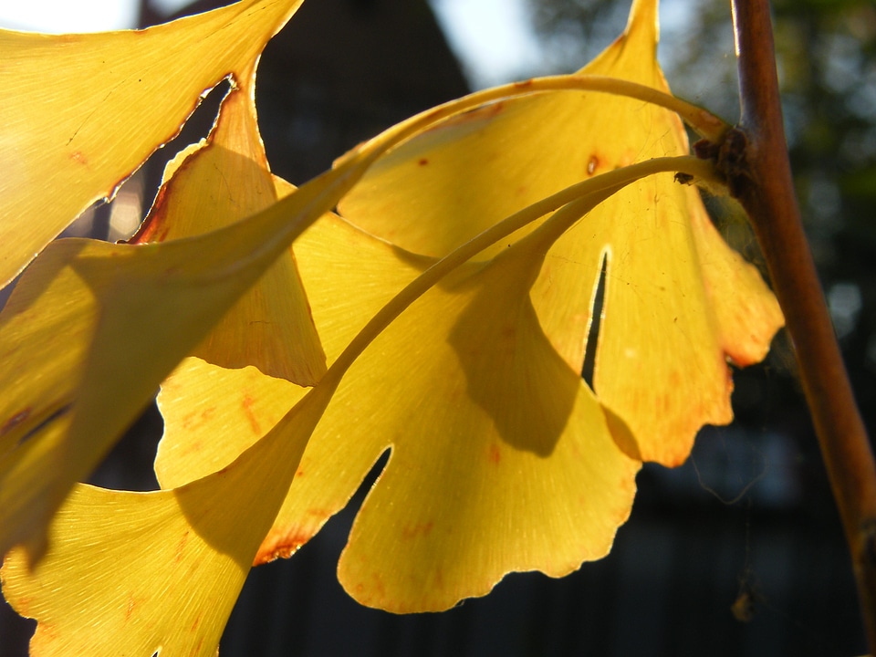 Autumn colorful decoration