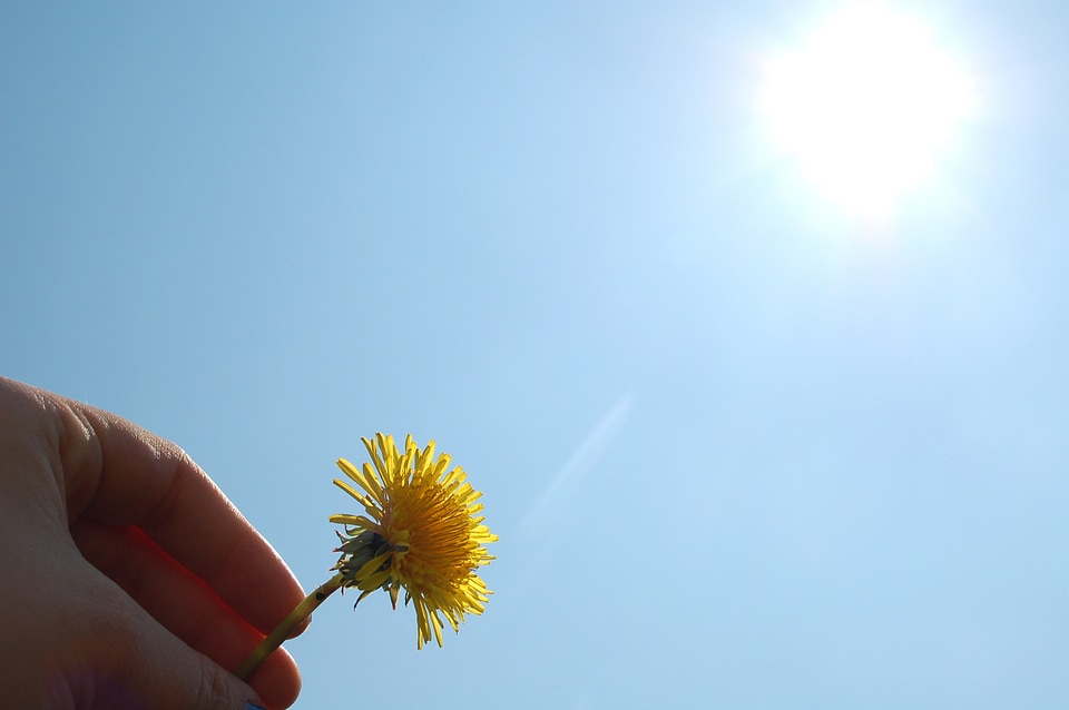 Summer yellow flower