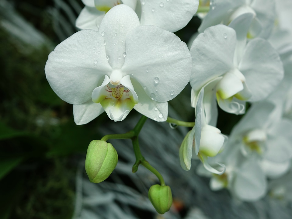 Bloom branch closeup