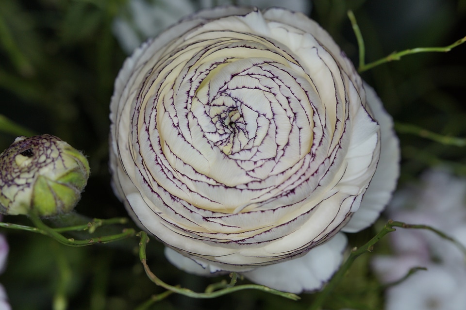 Bloom white flower