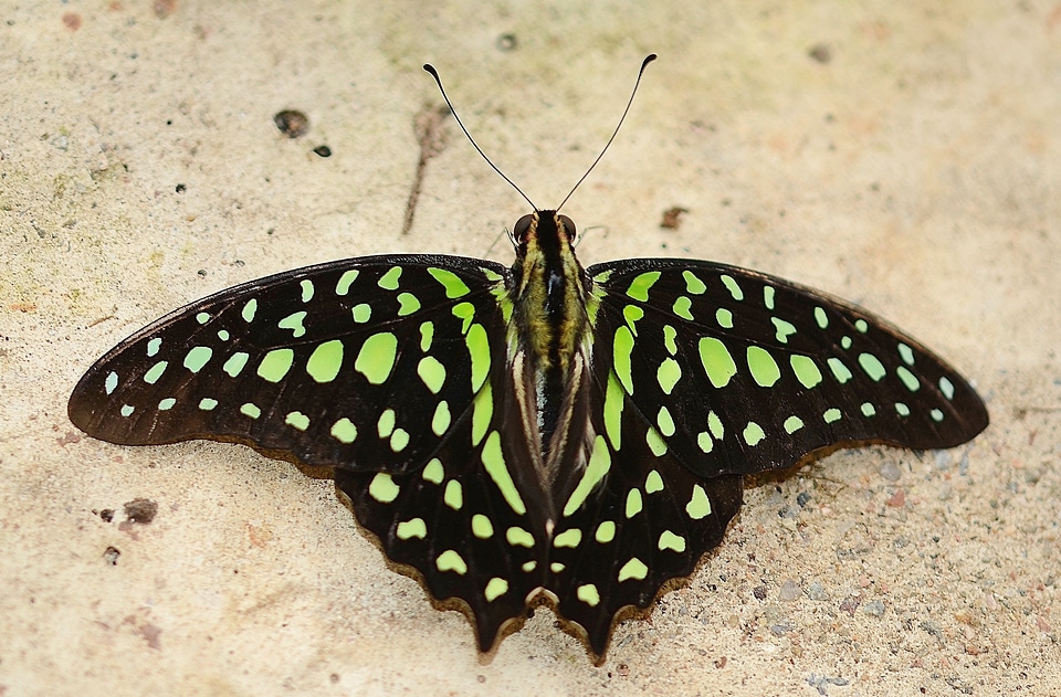 Exotic insect wildlife brown butterfly