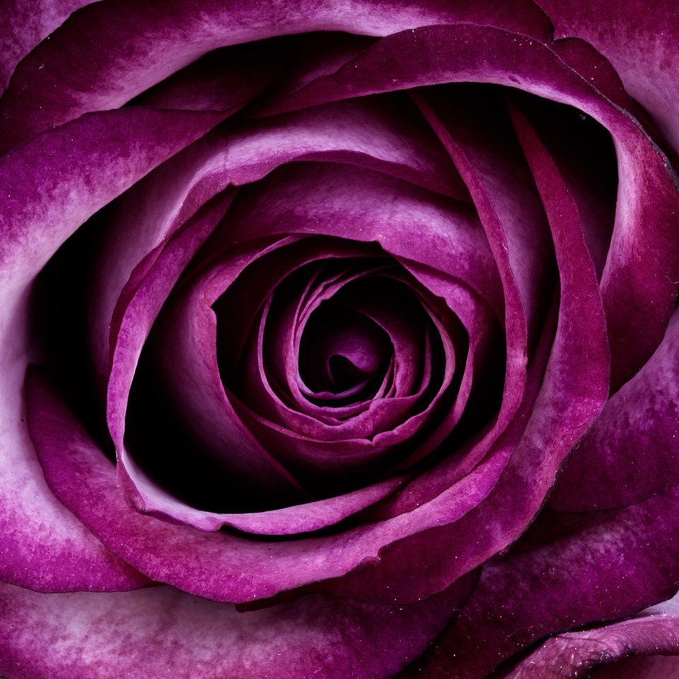 Petals nature blossom