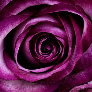 Petals nature blossom