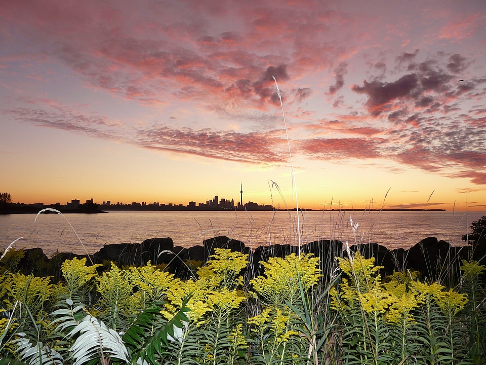 Skyline sunrise plants