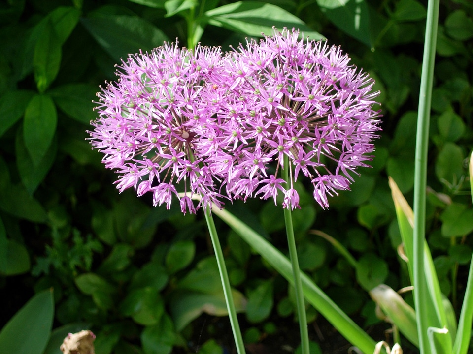 Purple close up blossom