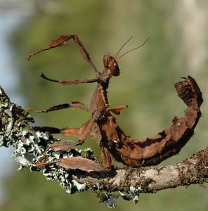 Australia insect animal