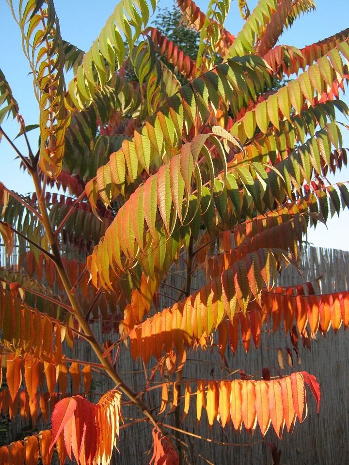 Decoration emerge autumn motives