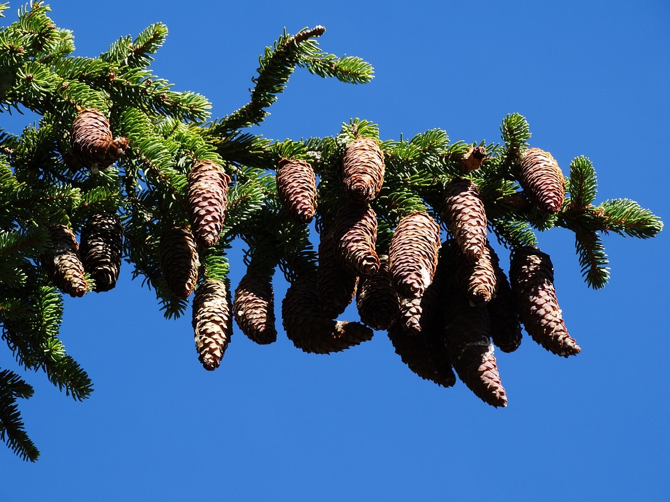 Tap tree alpine trees