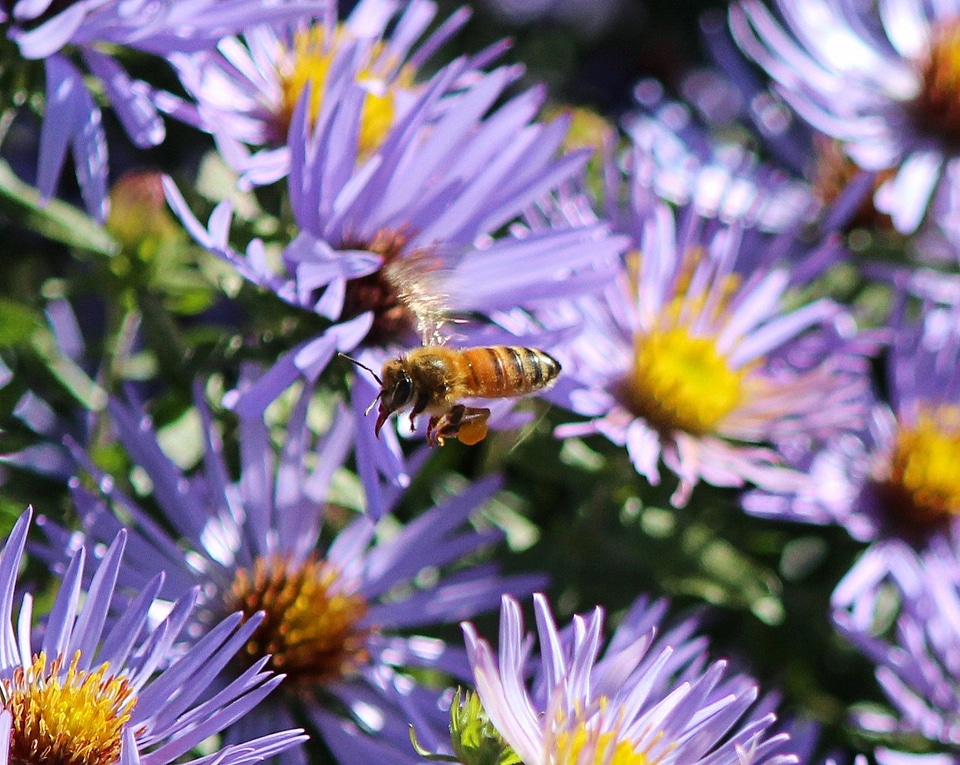 Flying sting pollen