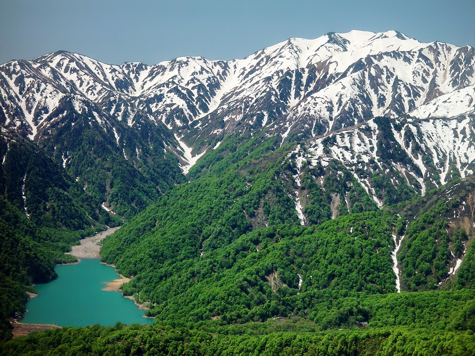 Forest trees valley