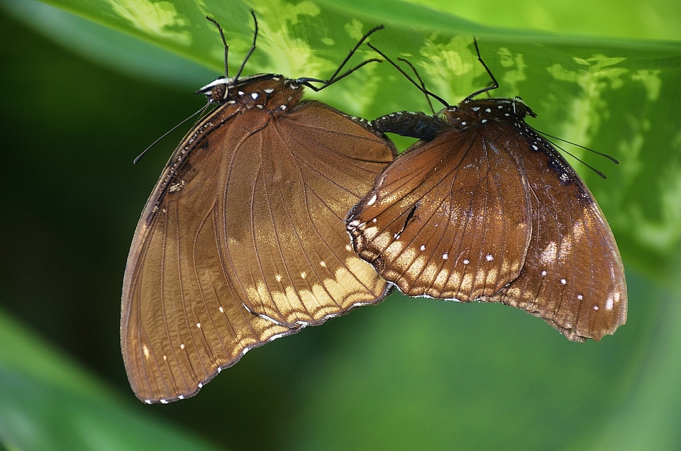 Animal insect elymnias hypermnestra