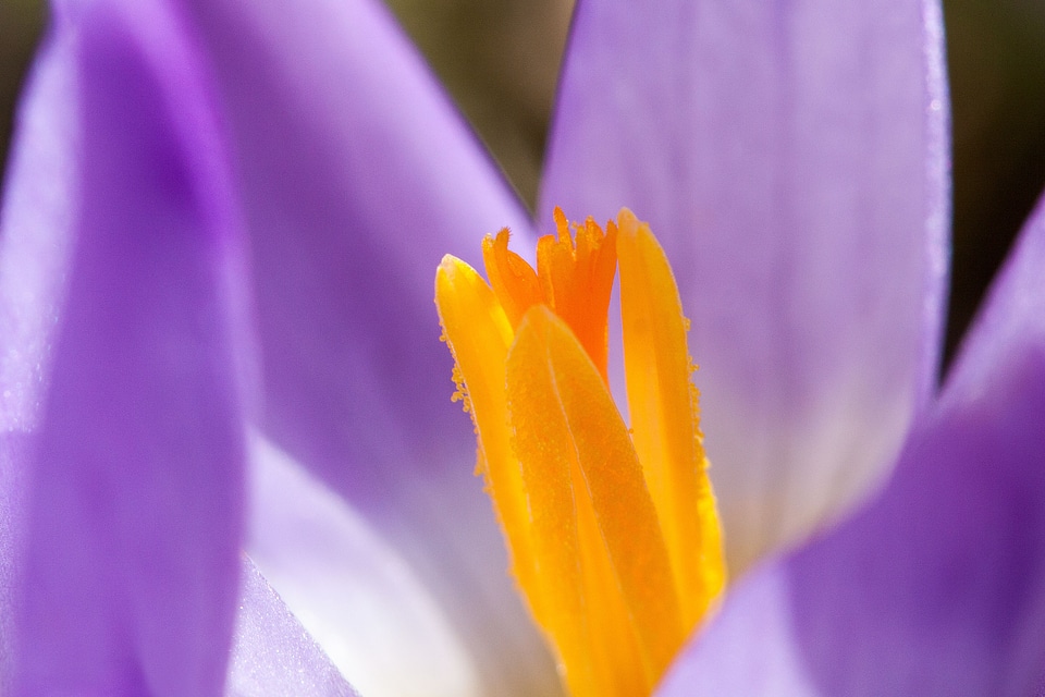 Spring crocus flowers blossom