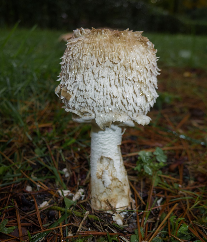 Autumn nature macro