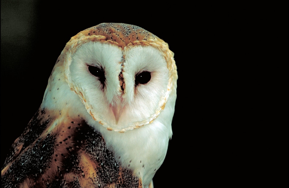 Bird of prey eyes nocturnal