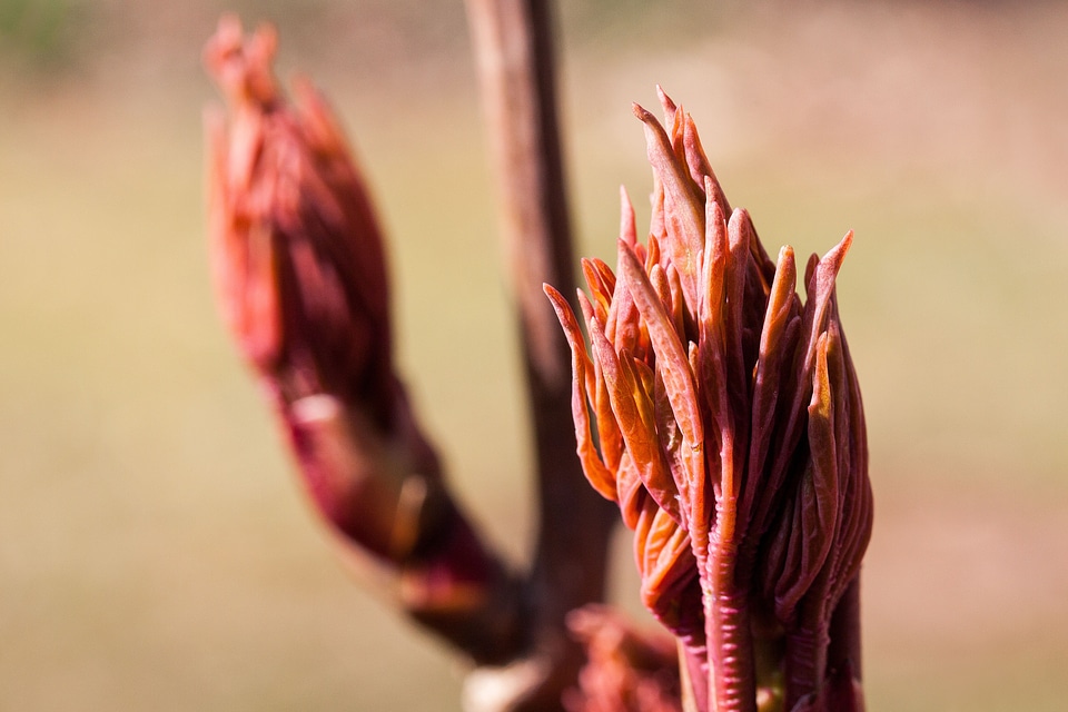 Nature flora spring