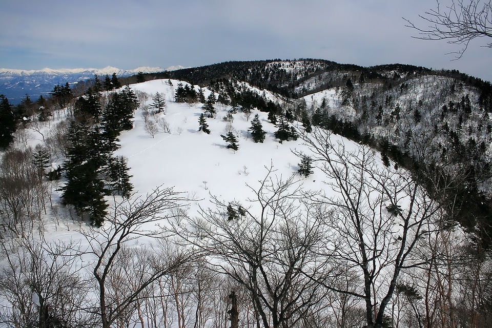 Winter forest trees