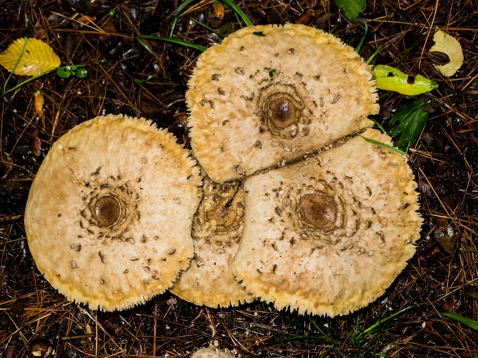 Autumn nature macro