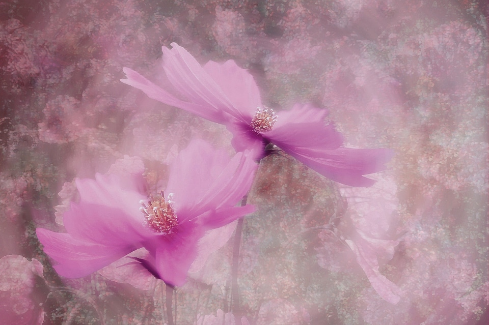 Wild flower blossom bloom
