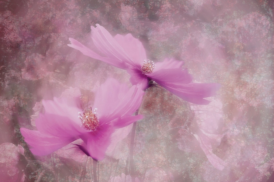 Wild flower blossom bloom photo