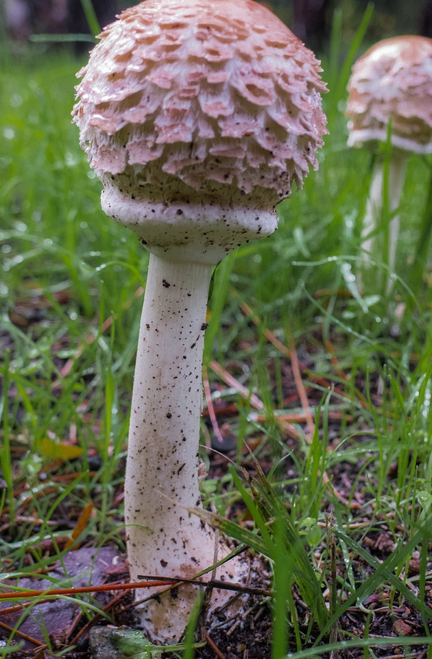 Autumn nature macro