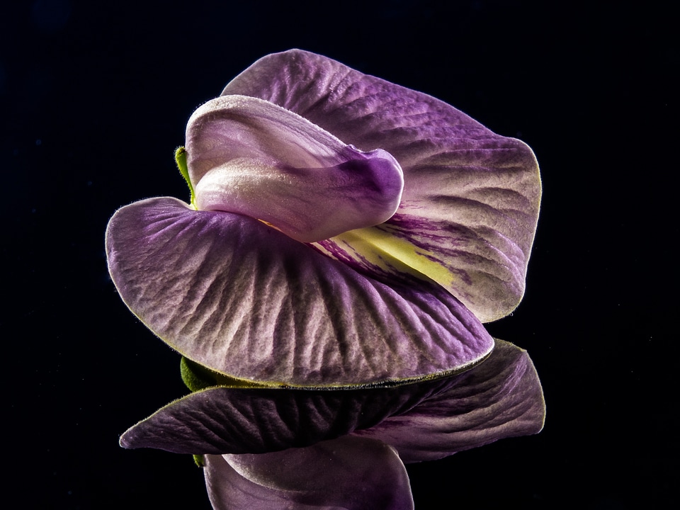 Violet purple close up