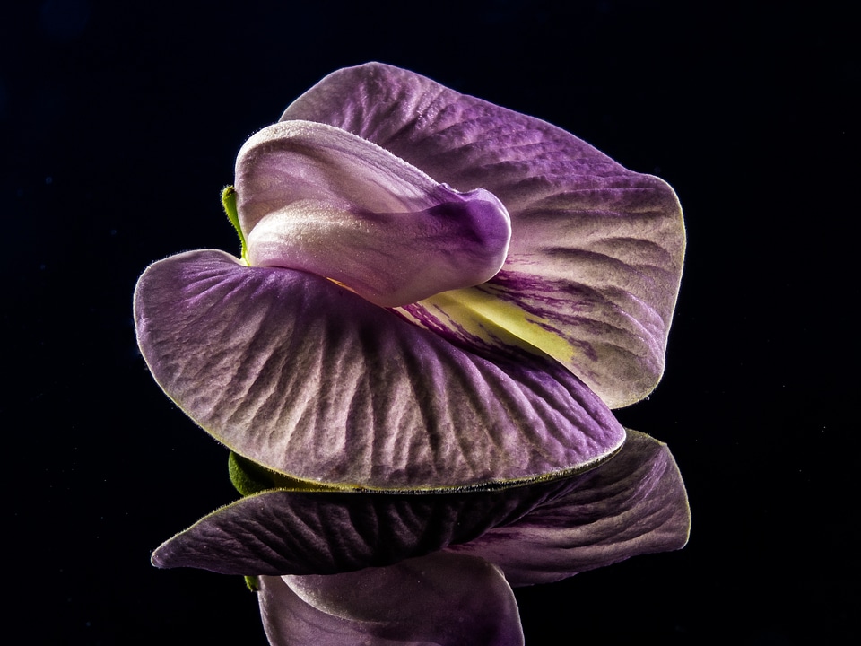 Violet purple close up photo