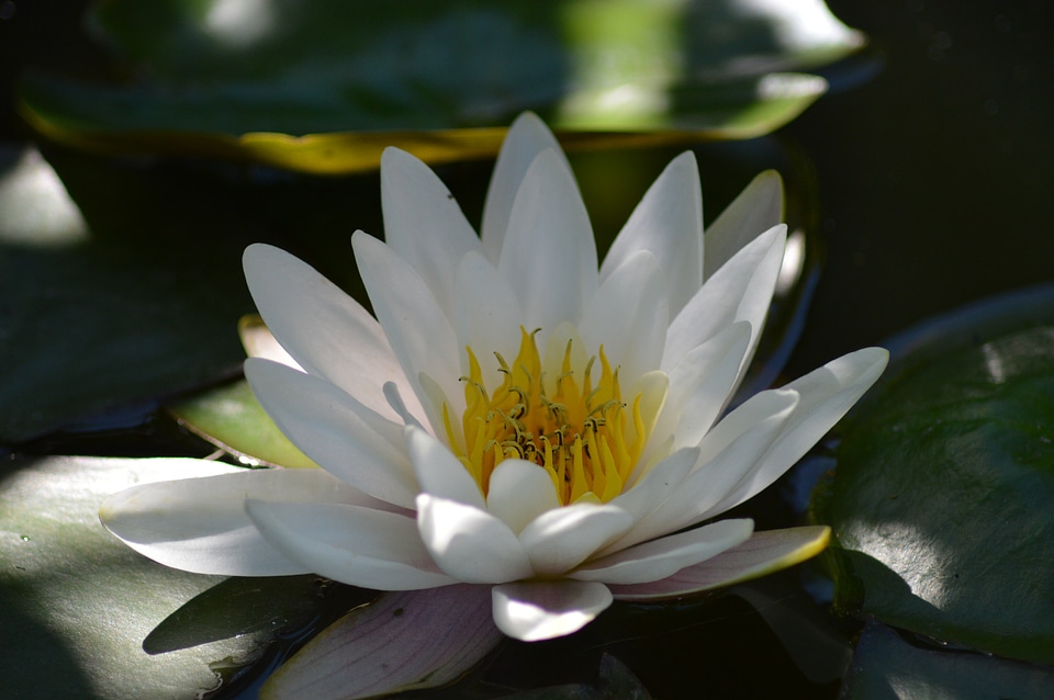 Aquatic plant water flower