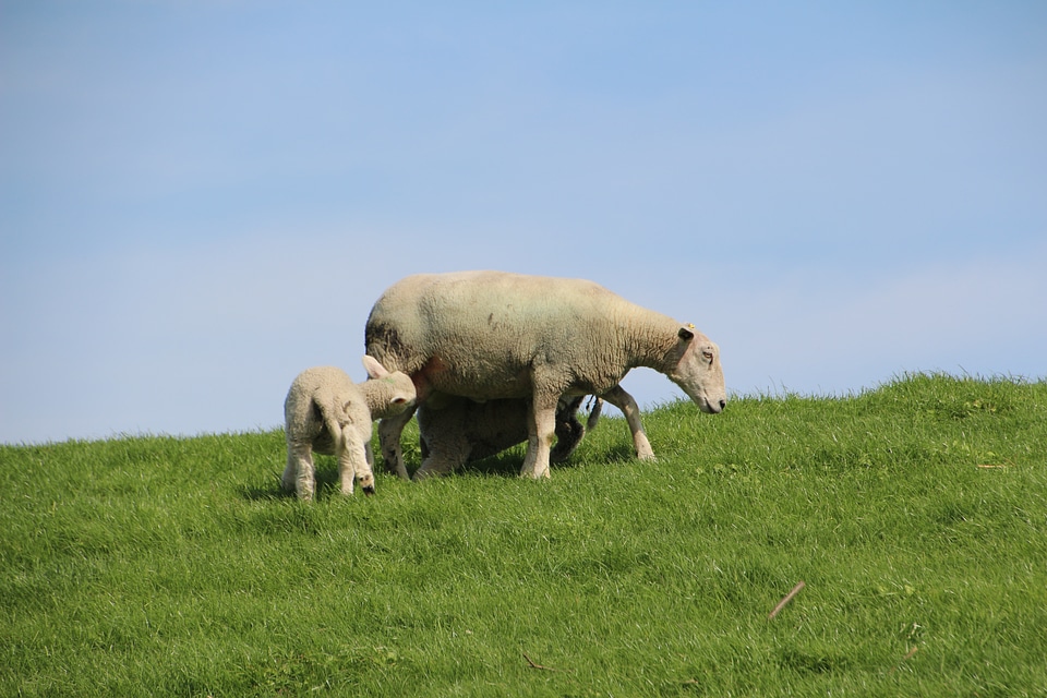 Dike schäfchen nordfriesland