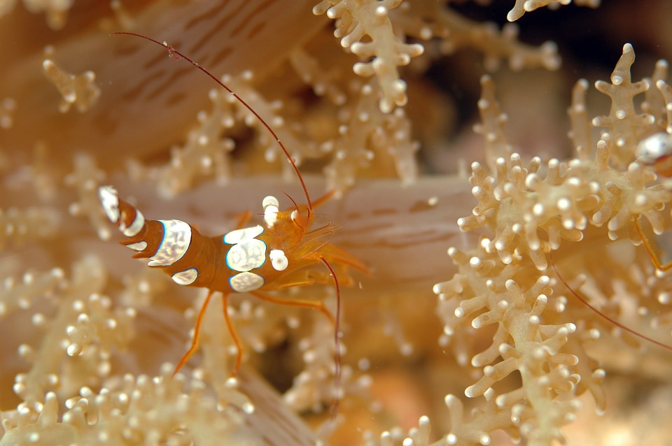 Underwater life sea diving