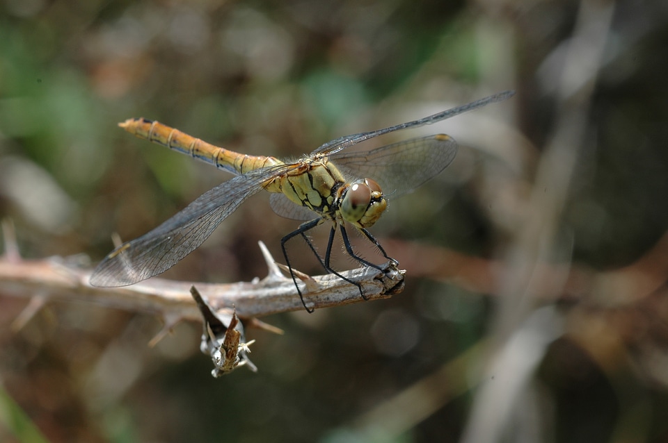 Nature odonata animal