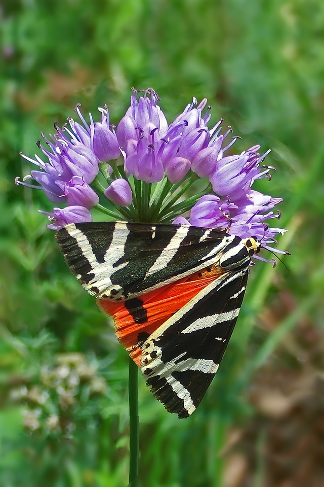 Butterflies nature hawk