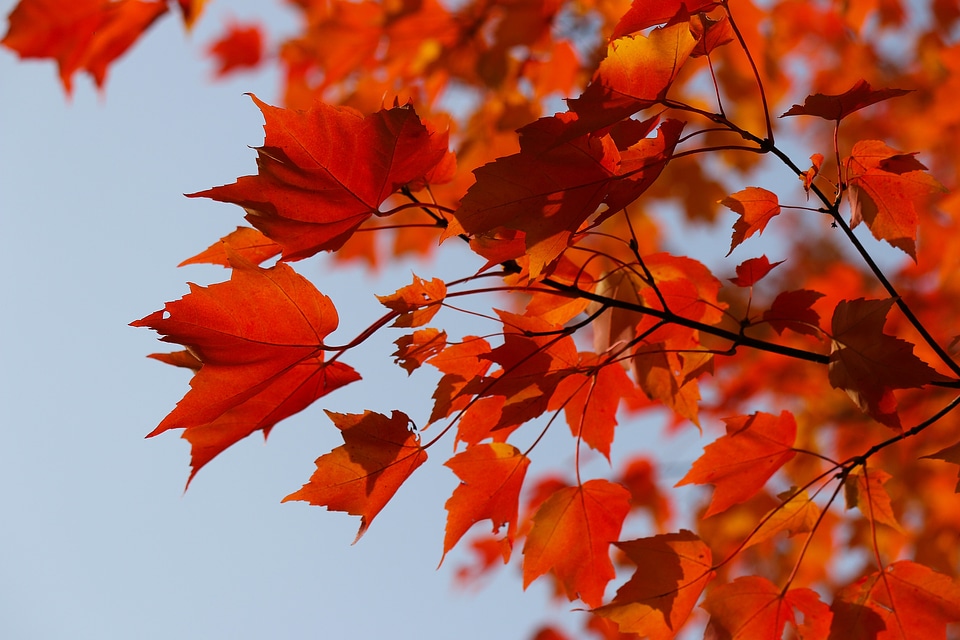 Maple red leaf