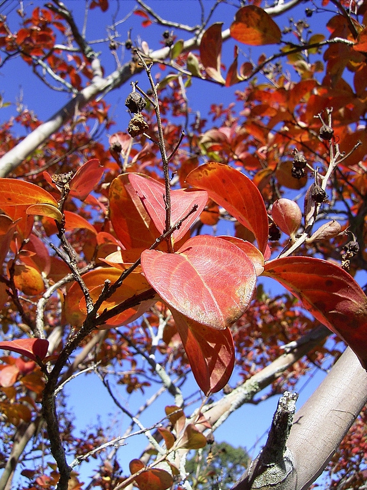 Season autumn fall