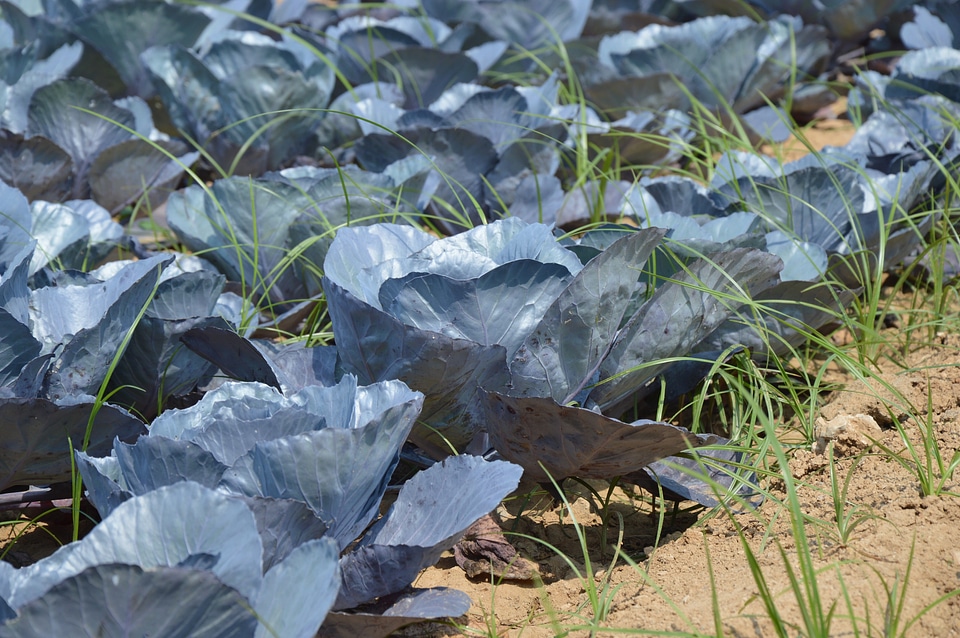 Farm garden organic