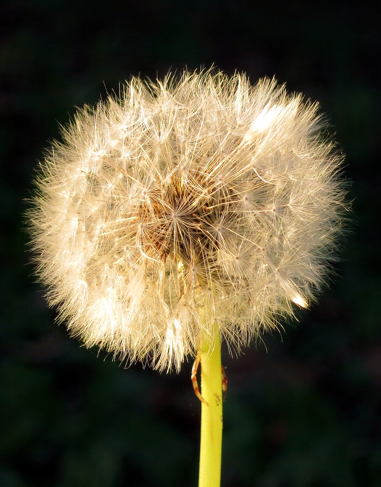 Flower nature plant