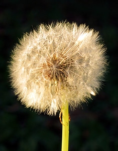 Flower nature plant