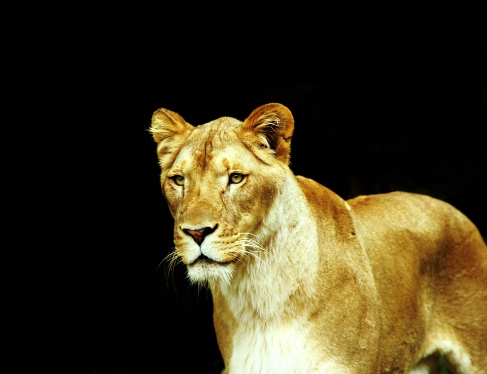 Feline africa animal