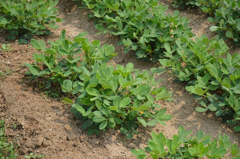 Farm garden organic