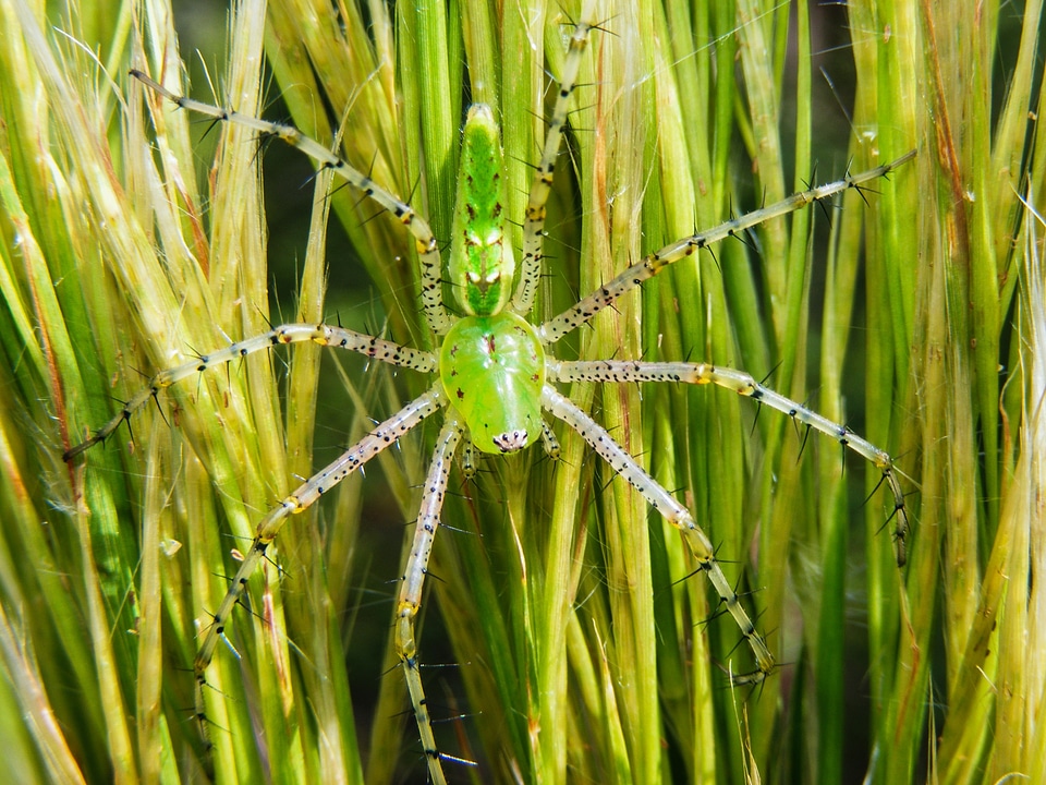 Arachnid arachnophobia fear