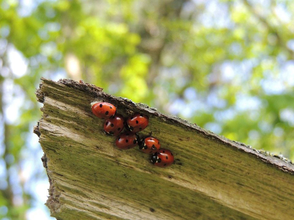 Beetle ladybugs nature