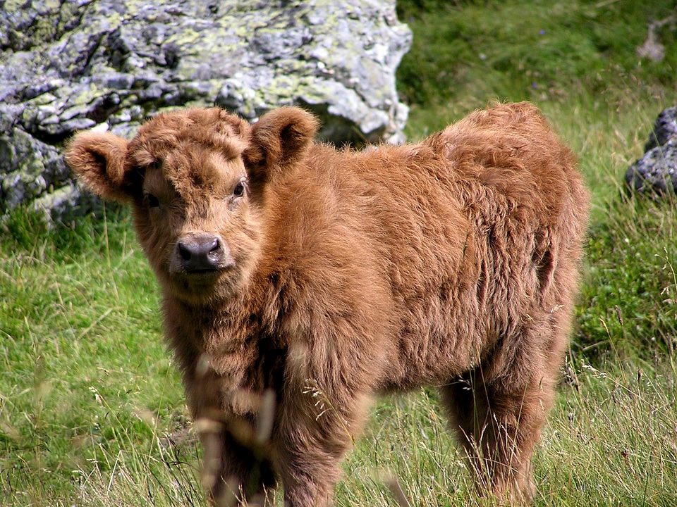 Puppy animals pasture
