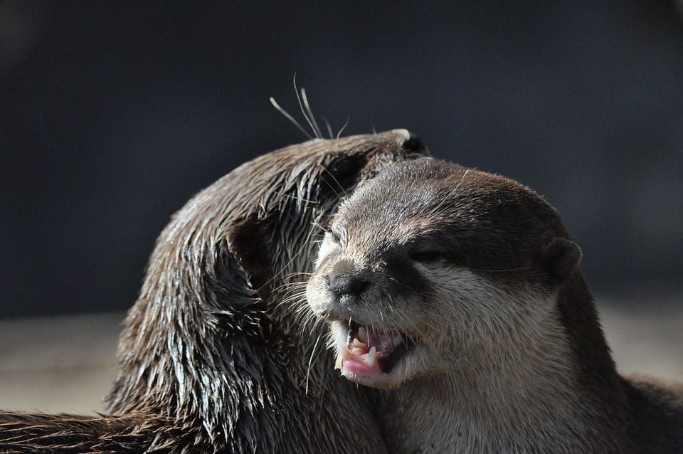 Otter zoo Free photos