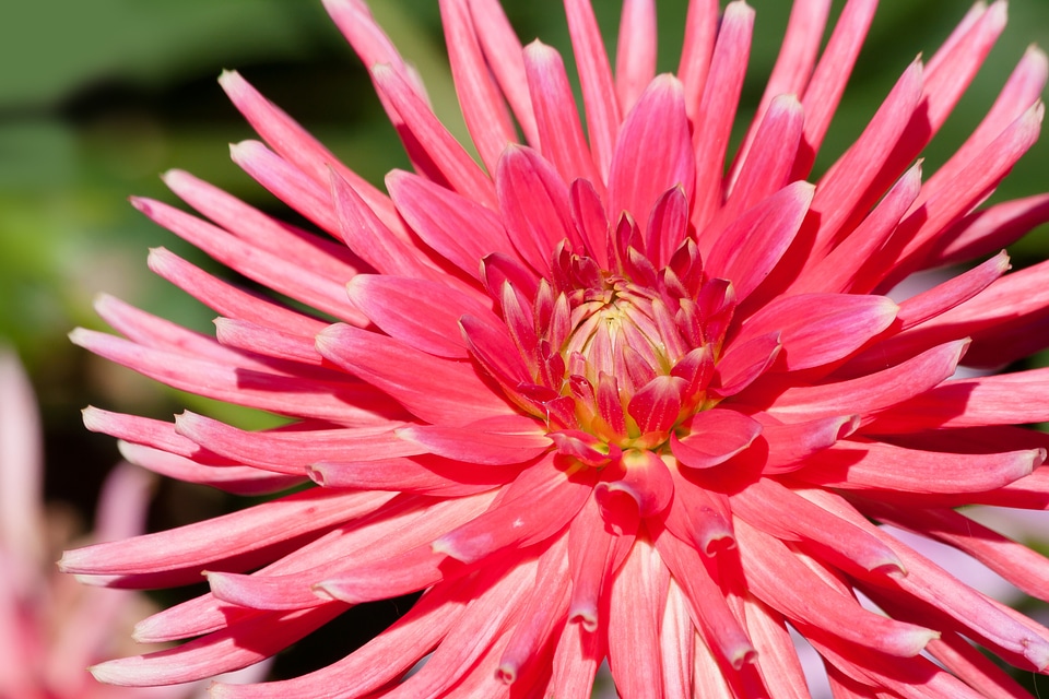 Plant composites pink