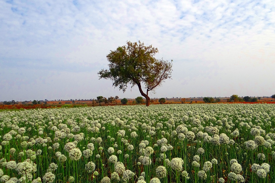India field agriculture