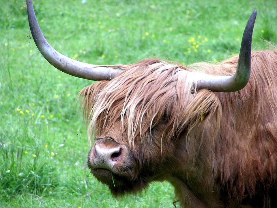 Animal pasture horns